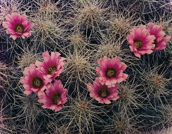 ELIOT PORTER (1901-1990) A portfolio entitled Western Landscapes. 1988.